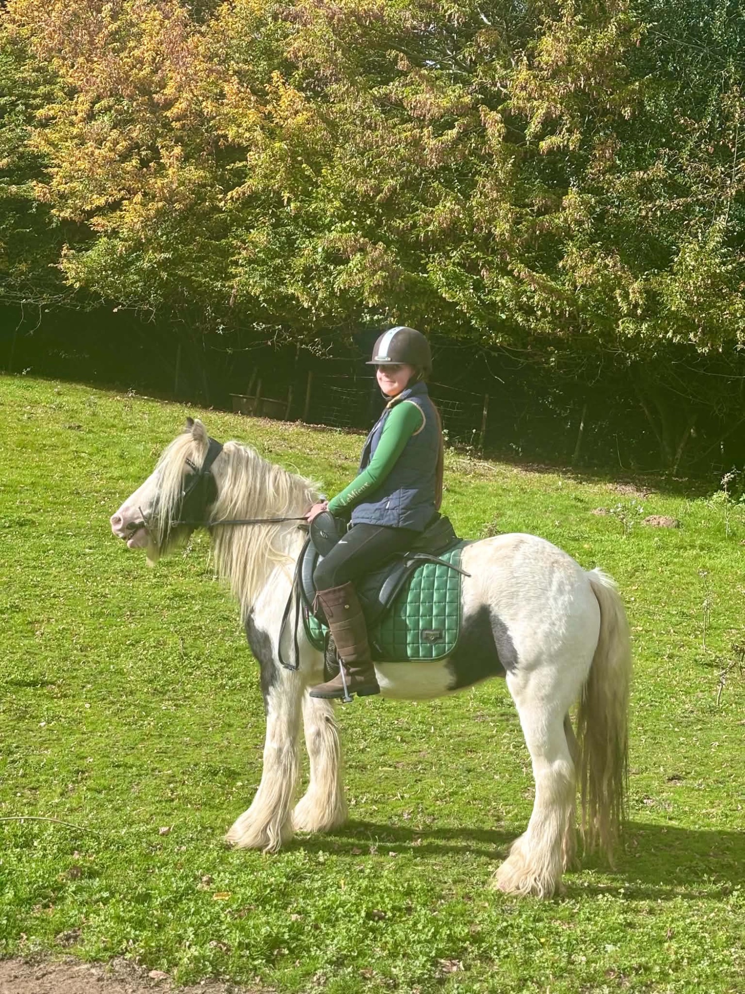  "Storm" Coloured Gelding Cob/Heavy Horse