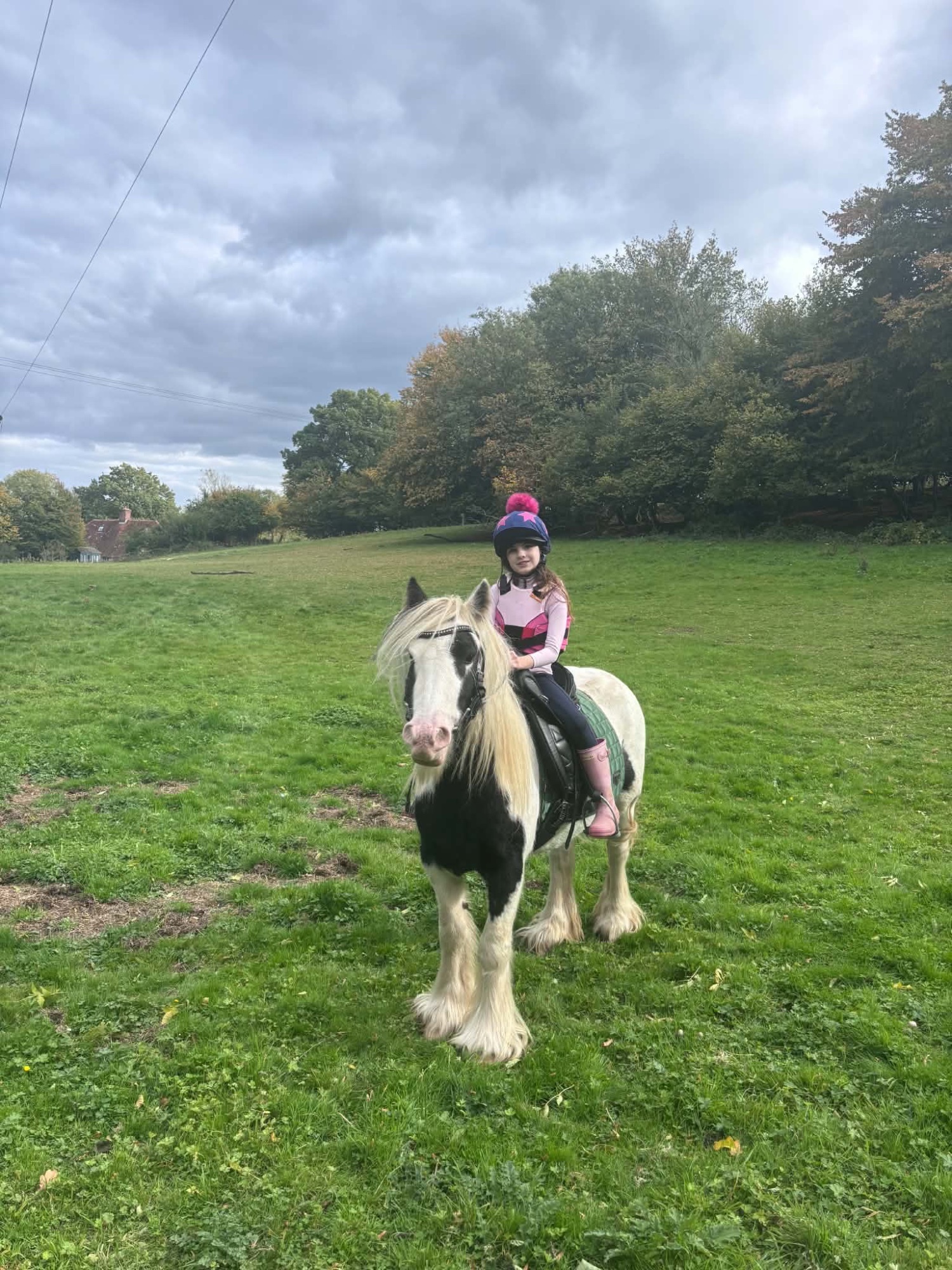 Cobs & Heavy Horses  - "Storm" Coloured Gelding Cob/Heavy Horse
