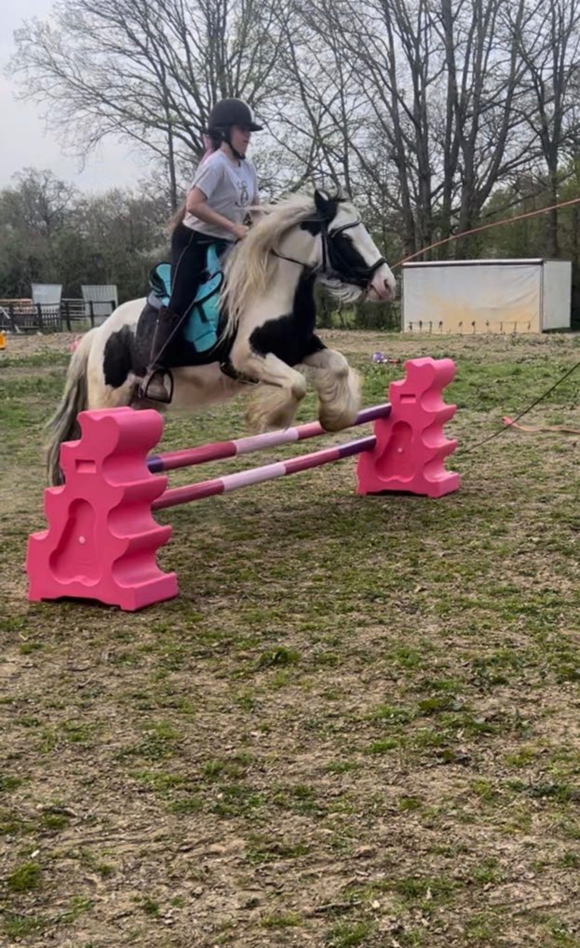 "Storm" Coloured Gelding Cob/Heavy Horse - Cobs & Heavy Horses 