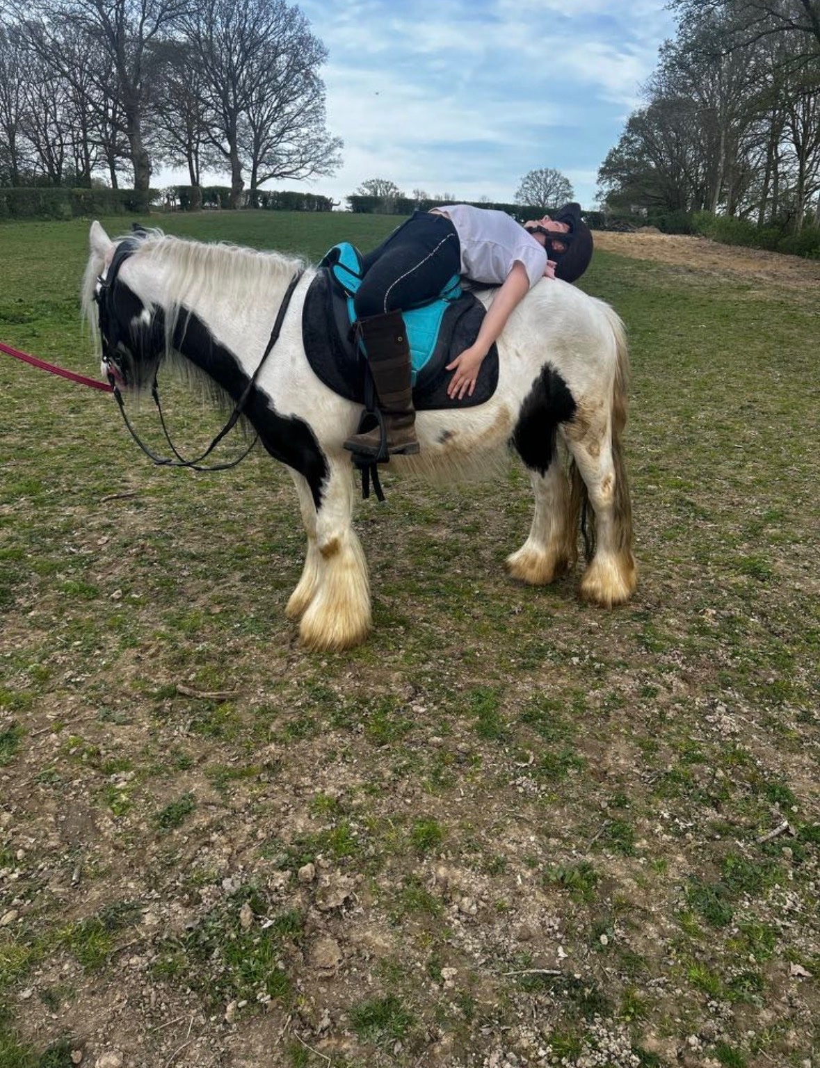 "Storm" Coloured Gelding Cob/Heavy Horse - 