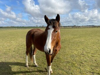 "Apache (Dilton Pride)" Skewbald Gelding All Rounder