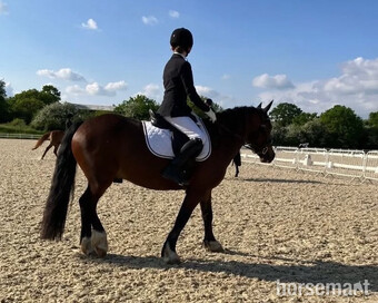 "gleebdale game changer  " Bay Gelding All Rounder