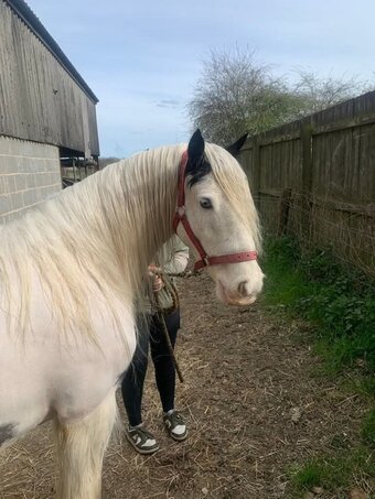 "Odette " Piebald Mare Pony Club Pony