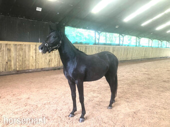 "V" Black Filly Young Sport Horse
