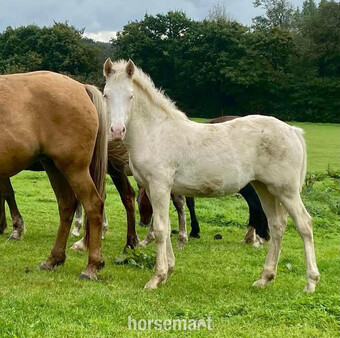 "Bartonhill Pin Ups" Cremello Filly Youngstock / Foal