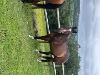 "montee " Bay Gelding All Rounder