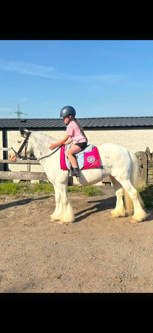 "Dottie" Blue & White Mare Cob/Heavy Horse