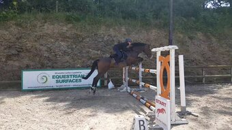 "" Gelding Show Jumper