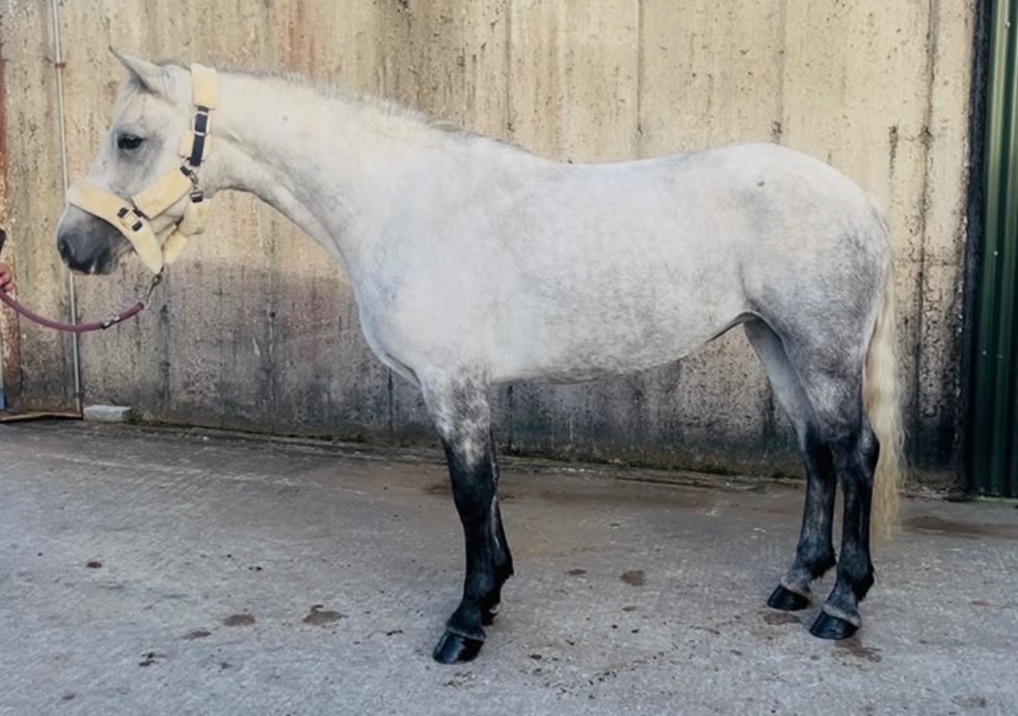  "Connemara "  Mare Pony Club Pony