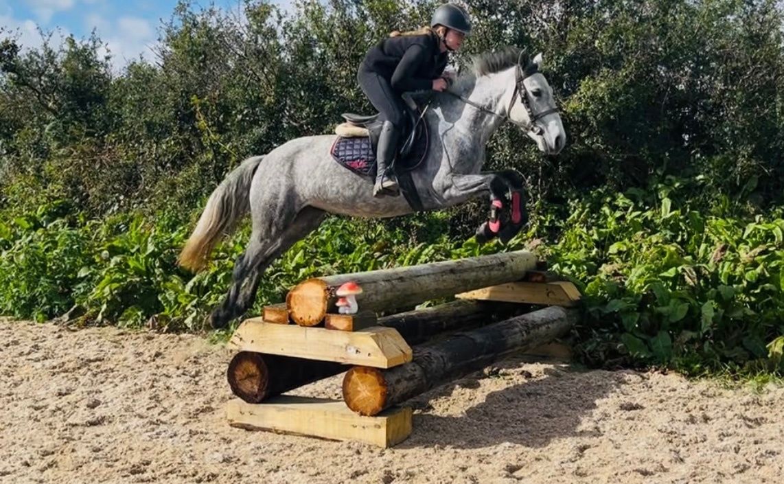 "Connemara "  Mare Pony Club Pony - Pony Club Ponies in 