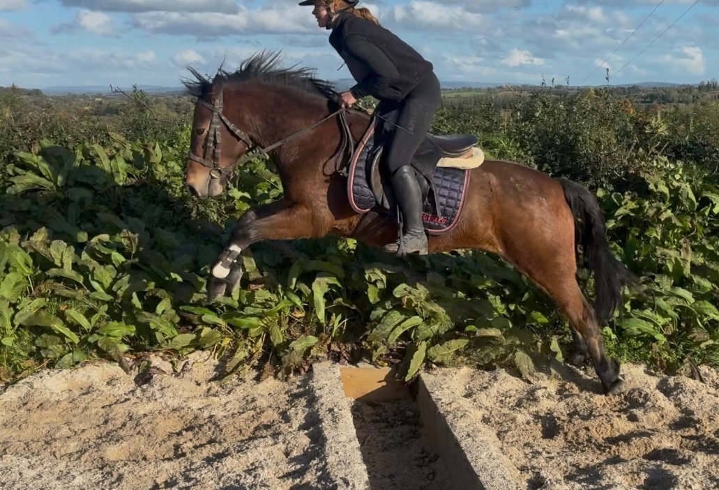 "Connemara "  Mare Pony Club Pony - Pony Club Ponies