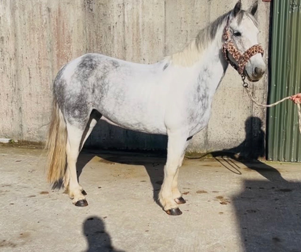 "Connemara "  Mare Pony Club Pony 