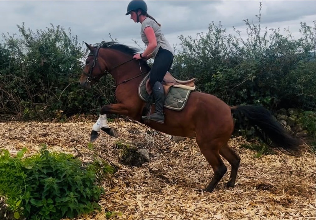 Pony Club Ponies - "Connemara "  Mare Pony Club Pony in 