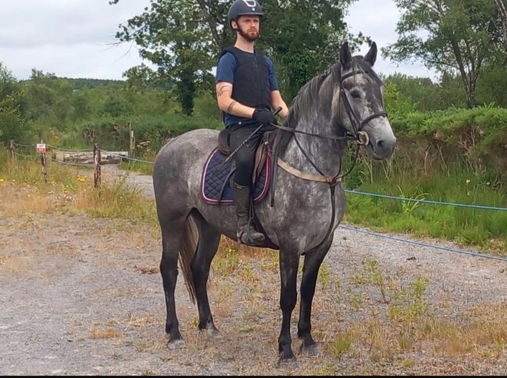 Pony Club Ponies - "Connemara "  Mare Pony Club Pony