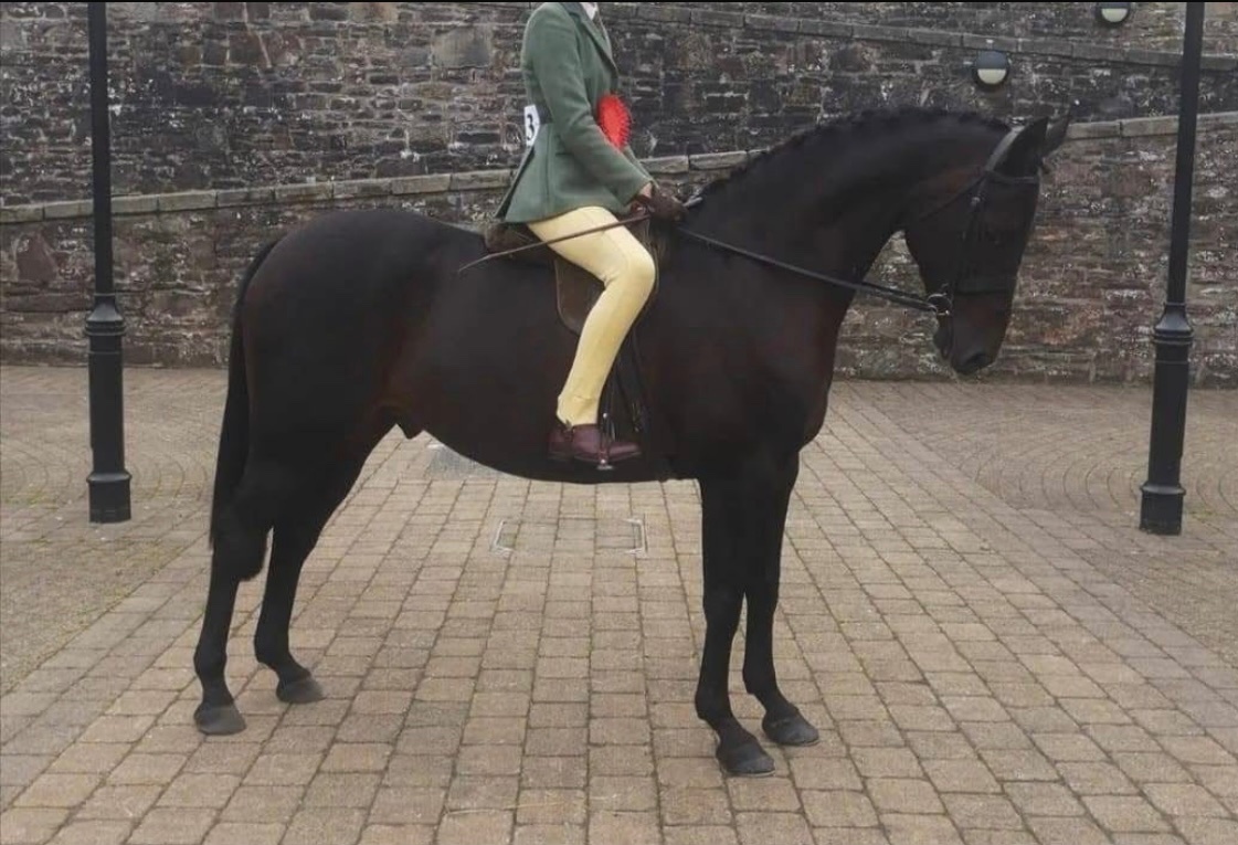 "Connemara "  Mare Pony Club Pony - 