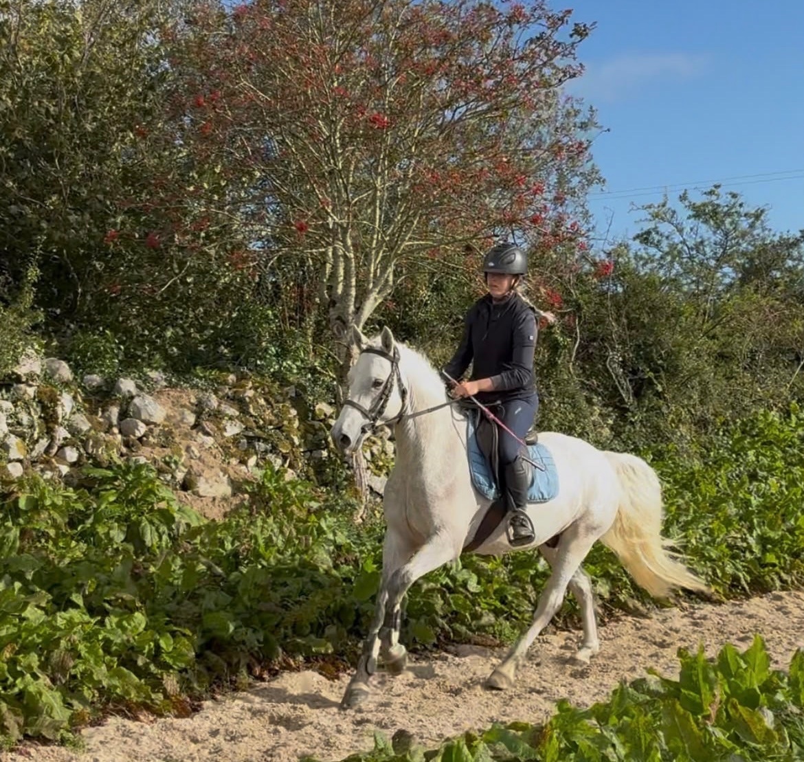 "Connemara "  Mare Pony Club Pony - Pony Club Ponies
