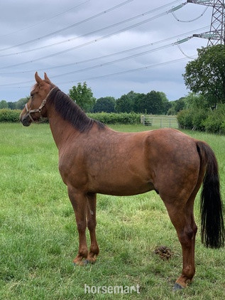 "Freddy " Chestnut Gelding All Rounder