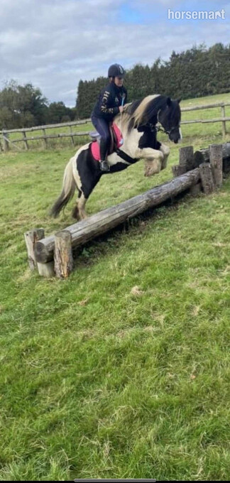 "prada" Piebald Mare Cob/Heavy Horse