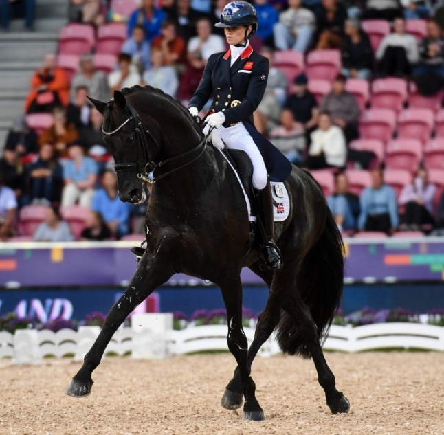 Dressage Horses  - "JDS GLANZETTI " Black Mare Dressage Horse