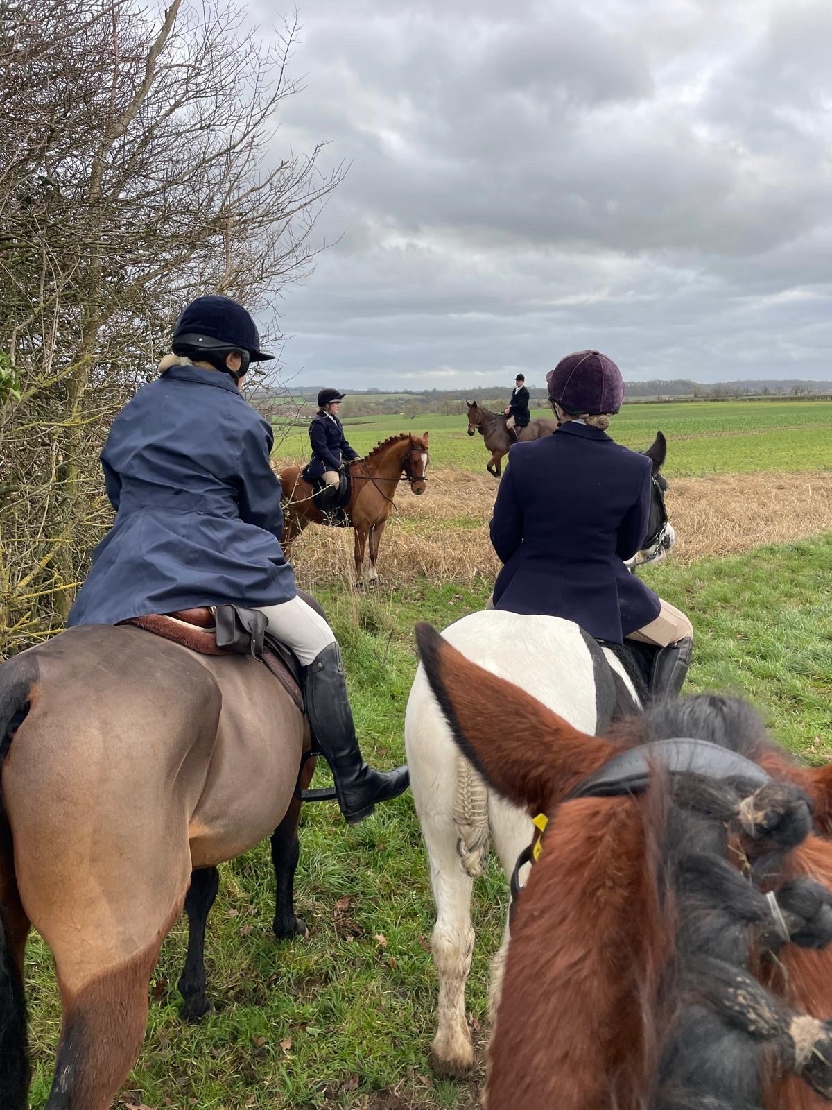 All Rounders  - "Harry" Chestnut Gelding All Rounder