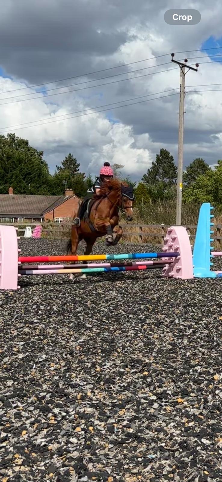 "Harry" Chestnut Gelding All Rounder - All Rounders 