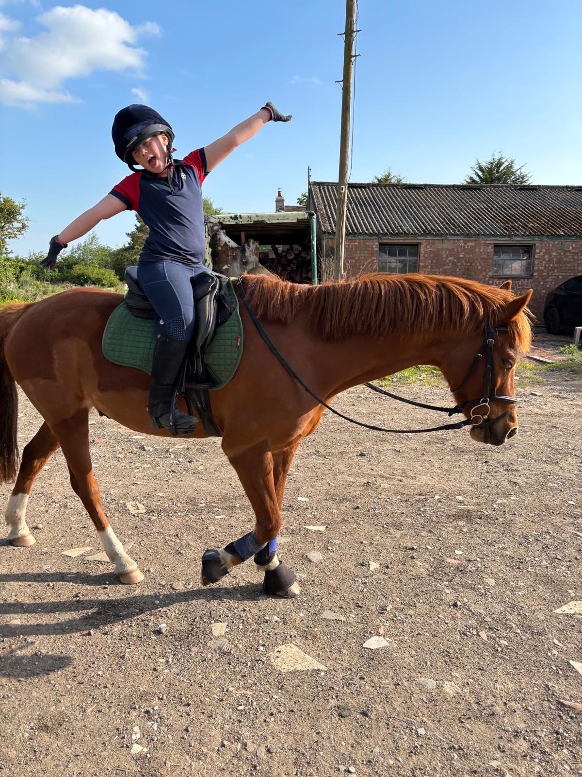 "Harry" Chestnut Gelding All Rounder - 