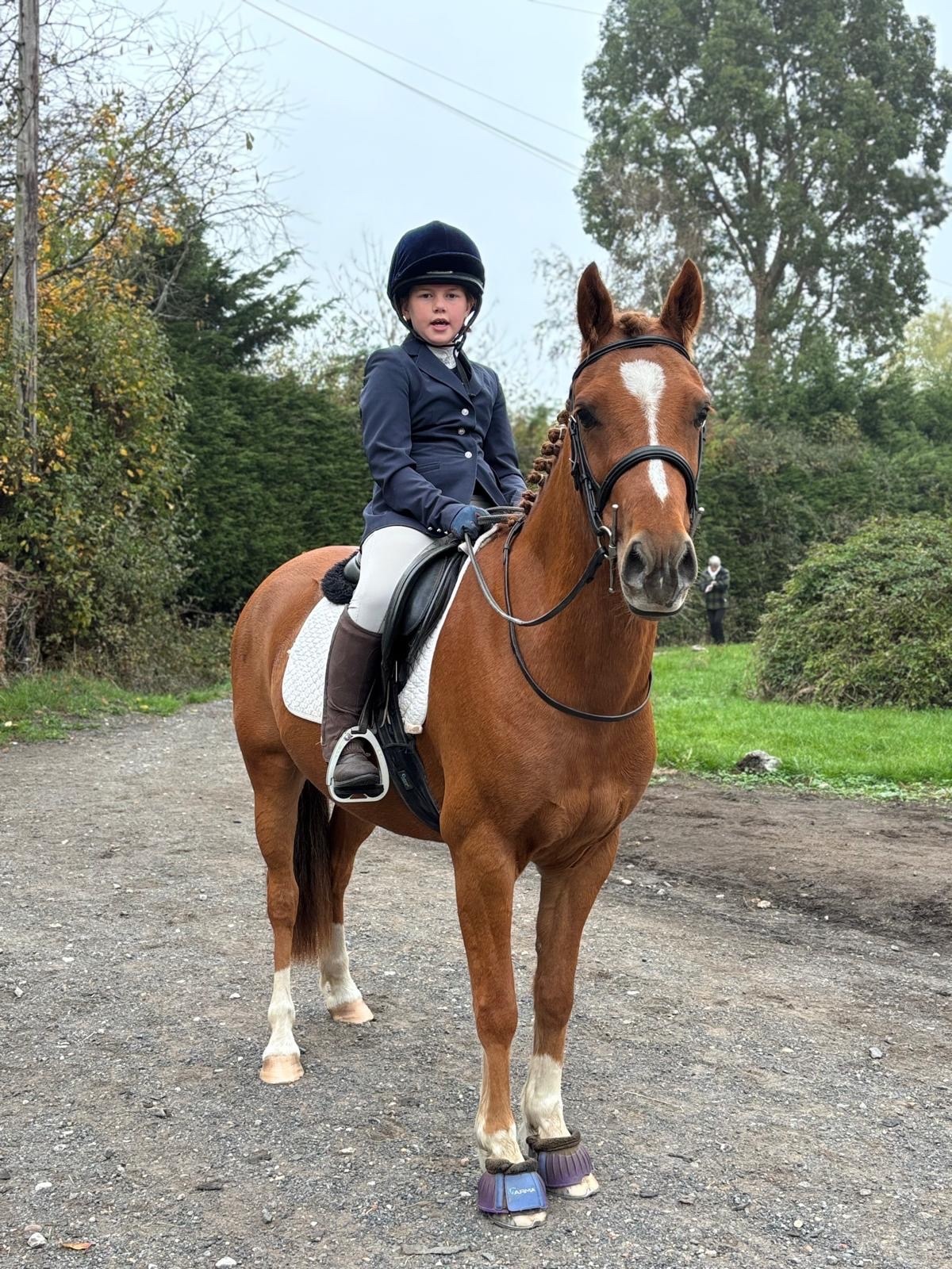 "Harry" Chestnut Gelding All Rounder - All Rounders