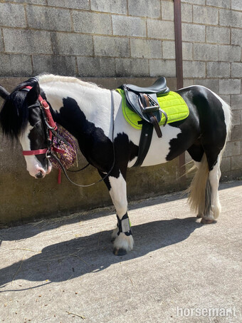 "LITTLE LADY" Piebald Mare Coloured
