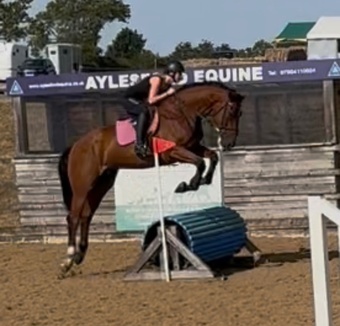 "Percy" Bay Gelding All Rounder