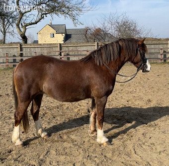 "Ryefield Lady Pippa" Chestnut Mare Mountain & Moorland Pony