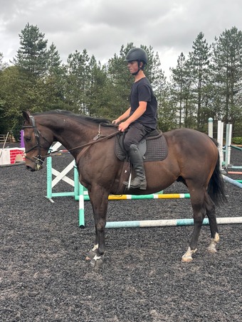 "Barney" Bay Gelding Ex Racehorse
