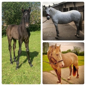 "Pheonix " Grey Filly Youngstock / Foal