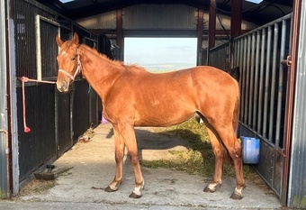 "" Gelding All Rounder