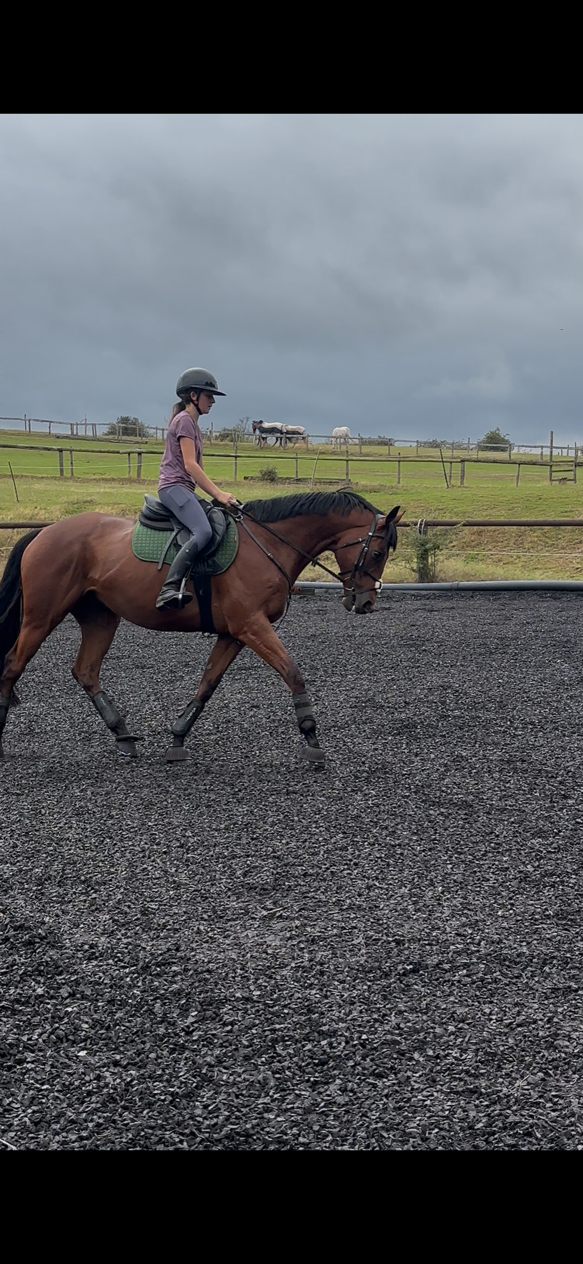 Ex Racehorses  - "Scoop" Bay Gelding Ex Racehorse
