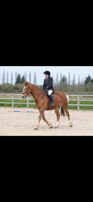 "Lambros" Chestnut Gelding All Rounder