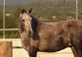 "Rumbosa CVIII" Dapple Grey Mare All Rounder