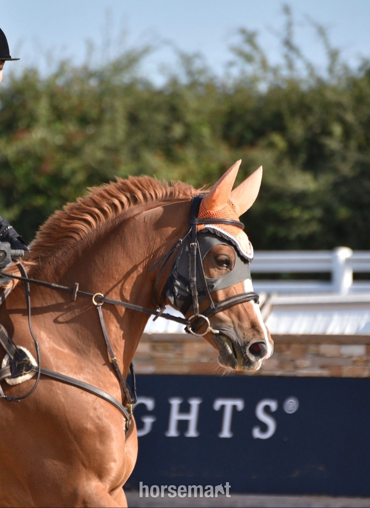 "Arkenzo Sunrise (Enzo)" Chestnut Gelding All Rounder in 
