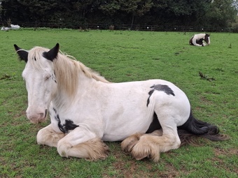 "Tommy ride & drive " Piebald Gelding Cob/Heavy Horse