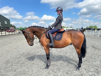 "REX" Bay Gelding All Rounder