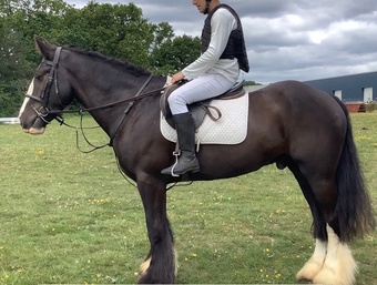 "Benny" Black Gelding All Rounder