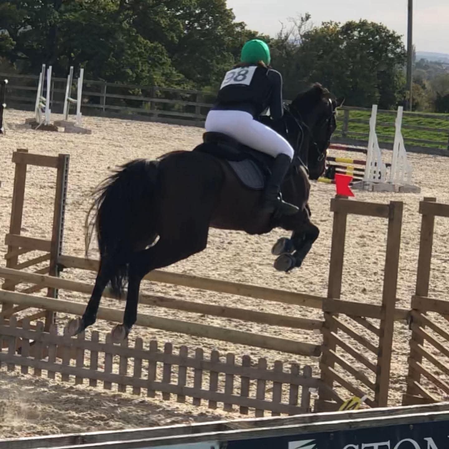 All Rounders  - "Robin" Bay Gelding All Rounder
