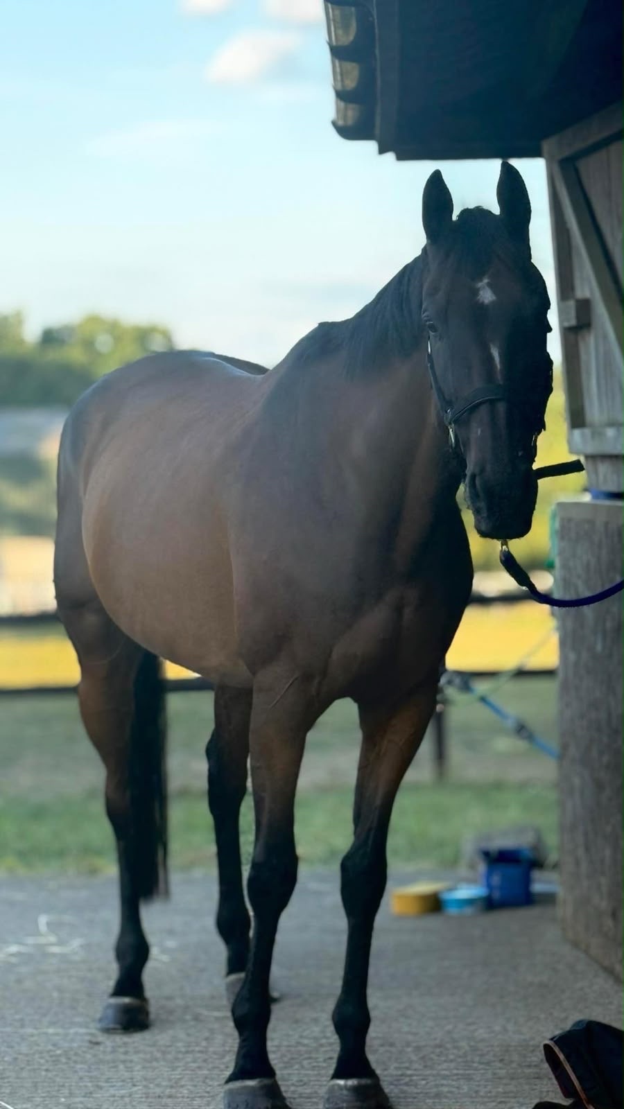 "Robin" Bay Gelding All Rounder - All Rounders 
