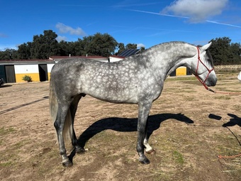 "" Dapple Grey Stallion All Rounder
