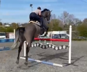 "" Grey Gelding All Rounder