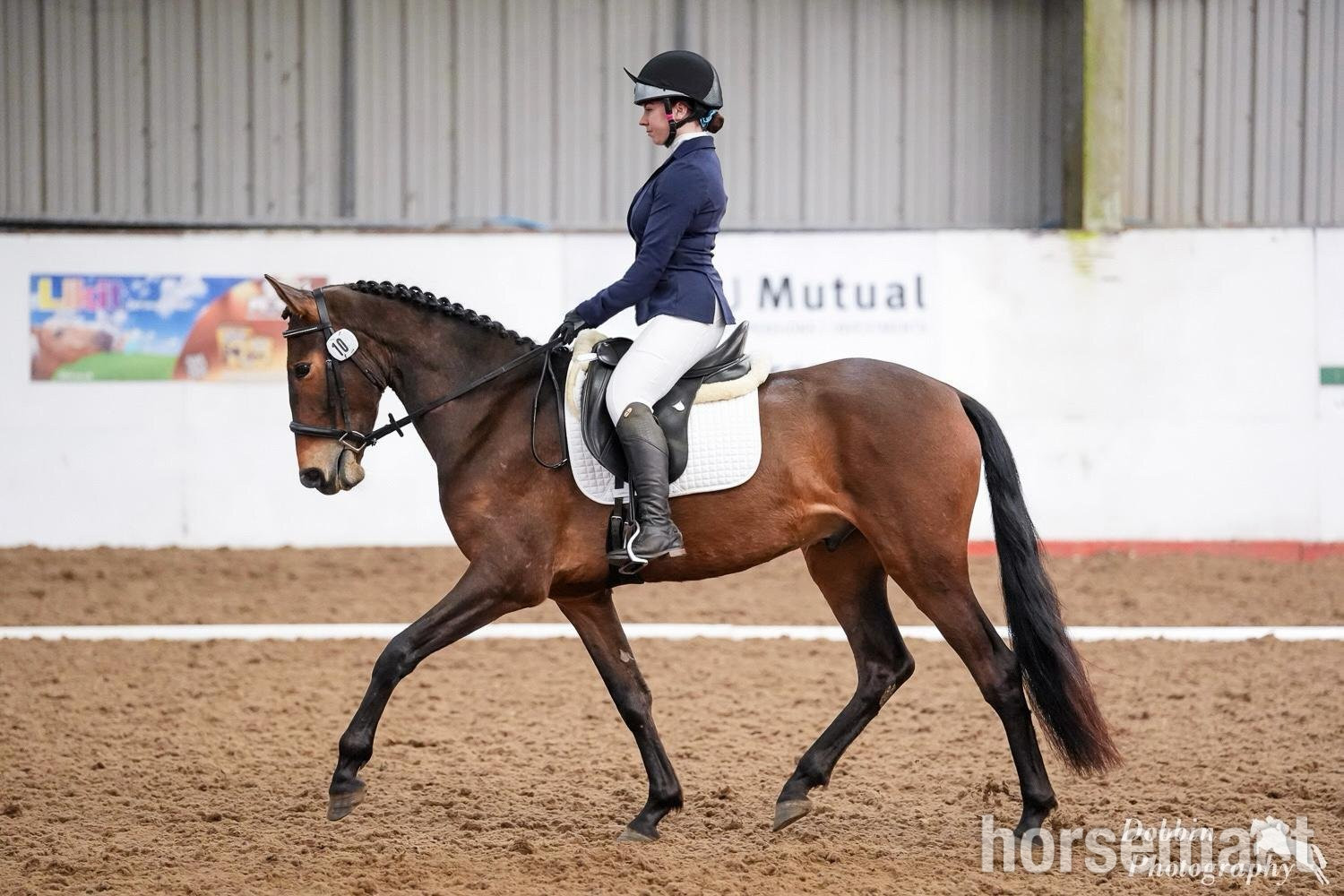 "Estupendo" Bay Gelding Dressage Horse in 