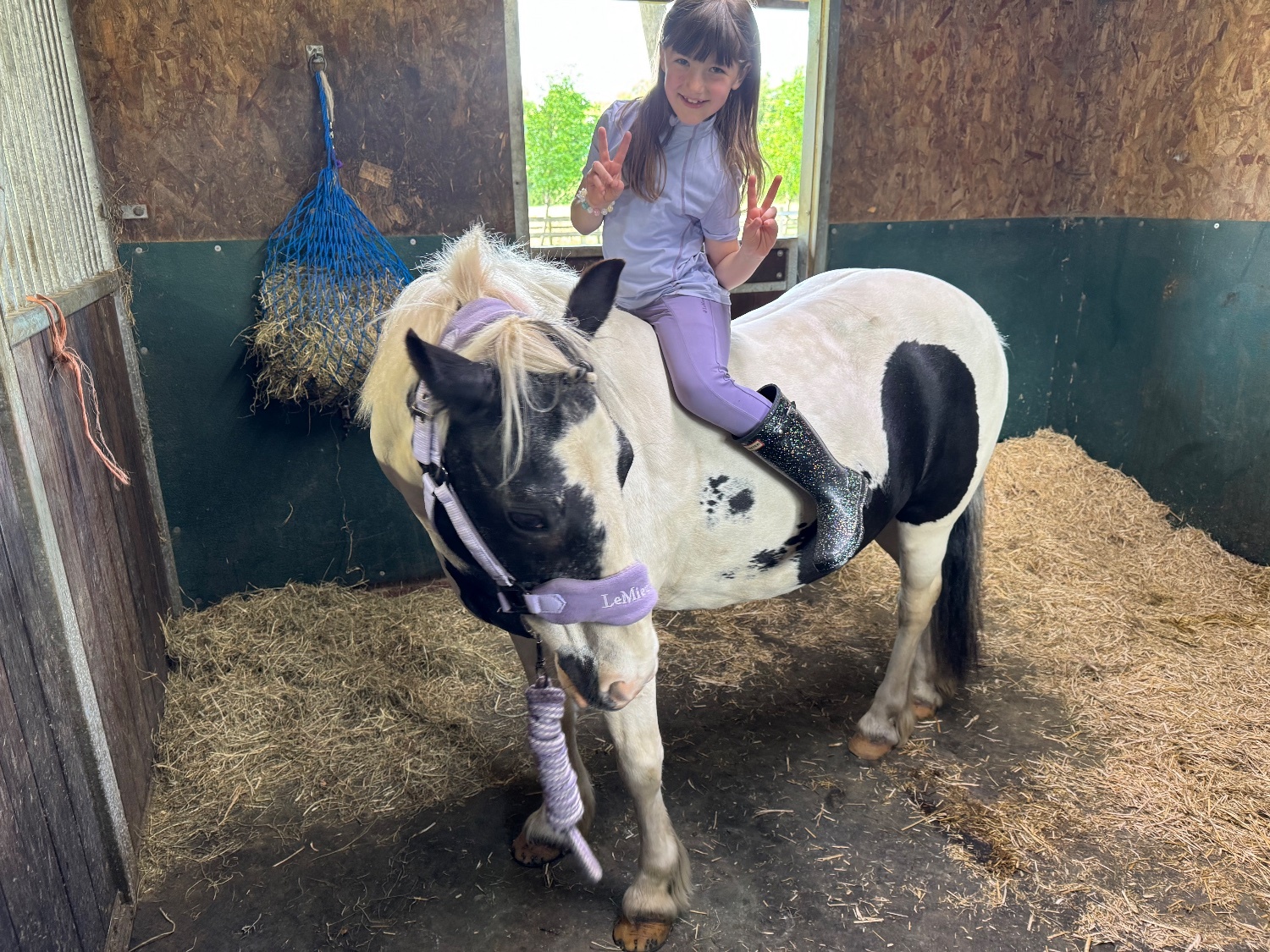 "Annie" Piebald Mare All Rounder - All Rounders 