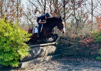 "Blaze" Bay Gelding All Rounder