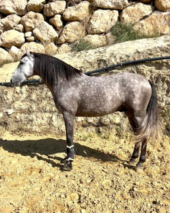 "" Grey Stallion All Rounder