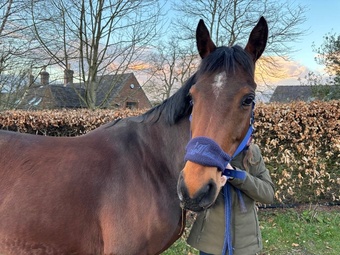 "Evie" Bay Mare Broodmare