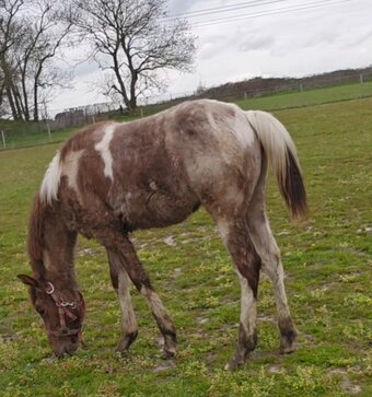 "JJ FROSTED THISTLE " Chestnut Roan Filly Youngstock / Foal